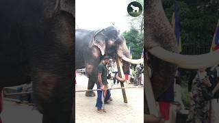 මහ රජ " ඉන්දි රාජා "  indi raja tusker @ #elephante #animals #travel #wildlife