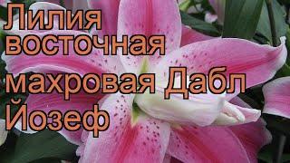 Лилия восточная махровая Дабл Йозеф (gladiolus)  обзор: как сажать, луковицы лилии Дабл Йозеф