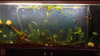 Aquarium of 500 liters at home