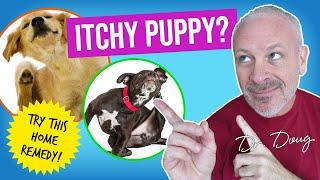 How to treat * RASHES * in DOGS with APPLE CIDER VINEGAR!