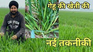 सबसे कम लागत में गेहूं का उत्पादन बढ़ाने की सबसे उन्नत तकनीक, फुटाव देख हैरान हो जाएंगे आप
