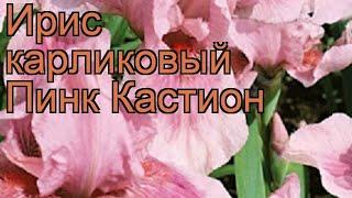 Ирис карликовый Пинк Кастион  обзор: как сажать, саженцы ириса Пинк Кастион