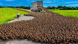 How to Raising Millions of Duck on Rice Field For  Meat - Free range Duck Farming Technique