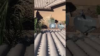 Bird problems on tile roof making your home their home