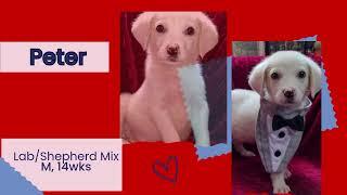 Helping Hounds Arrivals April 2025