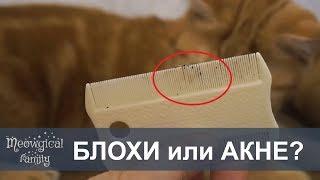 Часть2:Как понять АКНЕ или БЛОХИ у кошки?