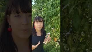 Fertilization Secret: Get Insane Tomato, Pepper & Eggplant Yields! #gardeningtips #homegarden #grow