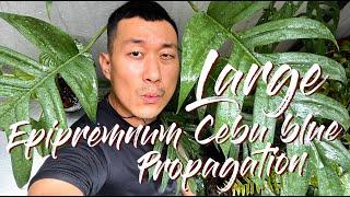 Propagate With Me - HUGE Mature Epipremnum Cebu Blue - WITH SATISFYING UPDATES