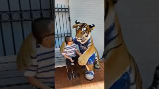 The Tiger's Touch #tiger #touch #youtube #shortvideo #youtubeshorts #shortsfeed #shorts #short #yt