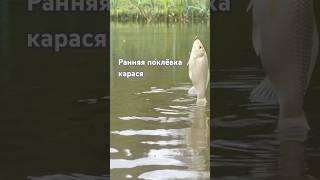 Карась клюёт рано утром #карась #рыбалка #шортс #asmr #дача #участок #пруд #хобби #лето #пруднадаче