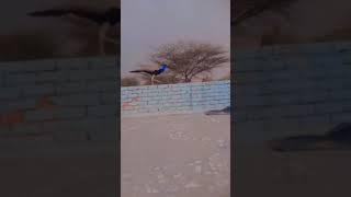 tanha tanha jite the #utubeshorts #utube #utubevideo #trading #deshi jatni
