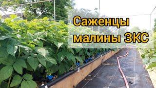 Саженцы малины ЗКС готовы к продаже