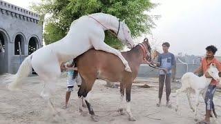 "Galloping Into Friendship: A New Ride and Meeting the Majestic Giant"