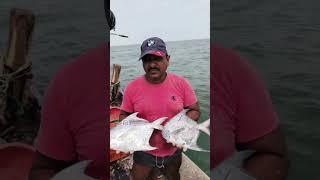 #fishboat #youtubeshorts #kokanfishing #fish #fishingboat #seafoodrecipes #seafood #konkanfishing