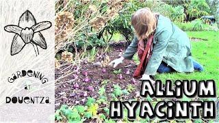 How to Plant Allium & Hyacinth in the Ground & Aftercare