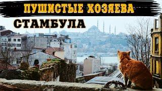 СТАМБУЛ - ВО ВЛАСТИ КОТОВ | ISTANBUL. CITY DOMINATED BY CATS