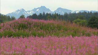 Working in the Forest | Tongass National Forest, Alaska