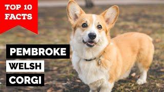 Pembroke Welsh Corgi - Top 10 Facts