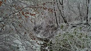 Sounds for sleeping and deep relaxation || The sound of a stream in the forest at night