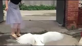 The most epic video