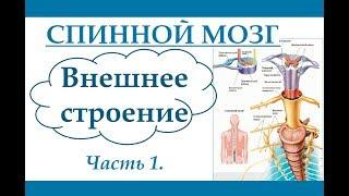 Спинной мозг. Внешнее строение. (Ч.1) Анатомия и физиология человека.