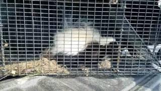 Vance Wildlife removal traps Skunk in Maryland