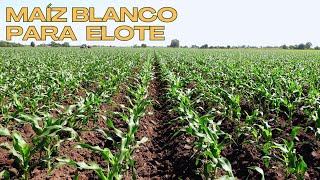 Elote Sonorense: Así Cultivamos Maíz Blanco en Bacobampo