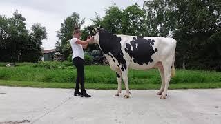 3 Fsh Targowi DE 03 619 99482 Free-Style Holsteins