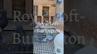 Racing pigeon, Royal Lof Burlington,Ontario. @goldeneyeloft