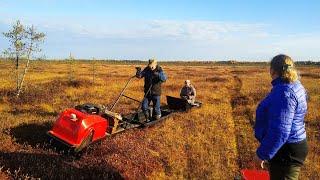 мотособака motodog и paxus по болоту за клюквой.