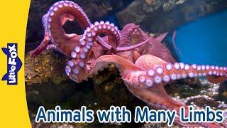 Animals with Many Limbs! ️ Fun Facts for Kids | Scorpion, Spider, Octopus, and More | Little Fox