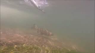 FishUp Pupa - underwater trout attack