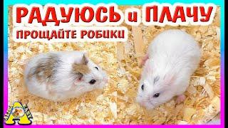 Куда делись наши хомяки роборовского? / Алиса Изи Петс / Alisa Easy Pets