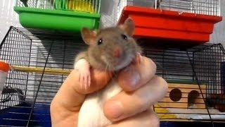 Ручная и очень добрая домашняя декоративная крыса. Fancy rat