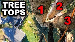 Massive Tree Threatens Home! Three Headed Beast!