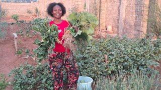 HARVESTING FRESH VEGETABLES IN OUR KITCHEN GARDEN ||LIFE IN THE COUNTRY SIDE