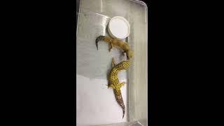 Leopard Gecko Before Mating Videos