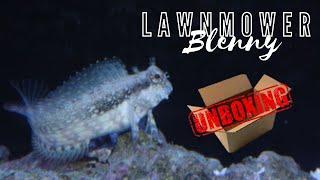 New Fish UNBOXING - Lawn Mower Blenny and essential aquarium goods!