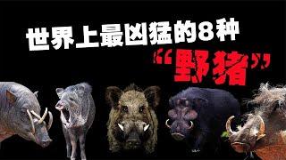 The 8 most ferocious wild boars in the world, can you single out the tiger's pig?