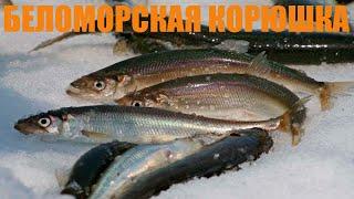 На Белое море за корюшкой.