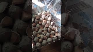 Oзимый чеснок подготовка к посадке Winter garlic preparation for planting