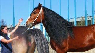 Super Murrah A Powerful Draft Horse For Mixing Breeds