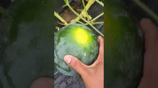 Watermelon Plant Say it's Ripe ! But I don't think so.   #viral #trending #gardening