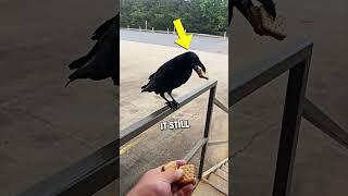 Greedy Bird Ate Everything