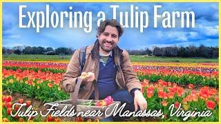 Millions of Tulips in Virginia | Tulip Festival, Farmers Market, Peep Parade | Historic Manassas