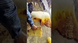 Amazing wild bees, natural wild bees #animalhusbandry #vlong #natural #workerbee #mengly