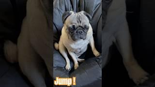 This pug does an awesome back flip #dogtricks