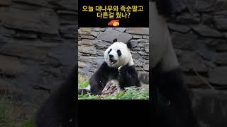 죽순을 고구마 처럼 먹는 푸바오 이런먹방 처음이야  #푸바오 #선수핑 #푸공주