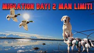 Duck Hunting 2024 | A LAKE on a FLIGHT DAY Mixed Bag LIMITS!