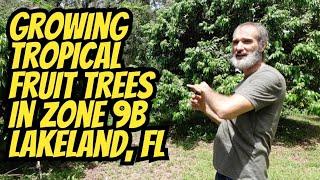 Growing Tropical Fruit Trees Successfully In Lakeland Florida Zone 9B